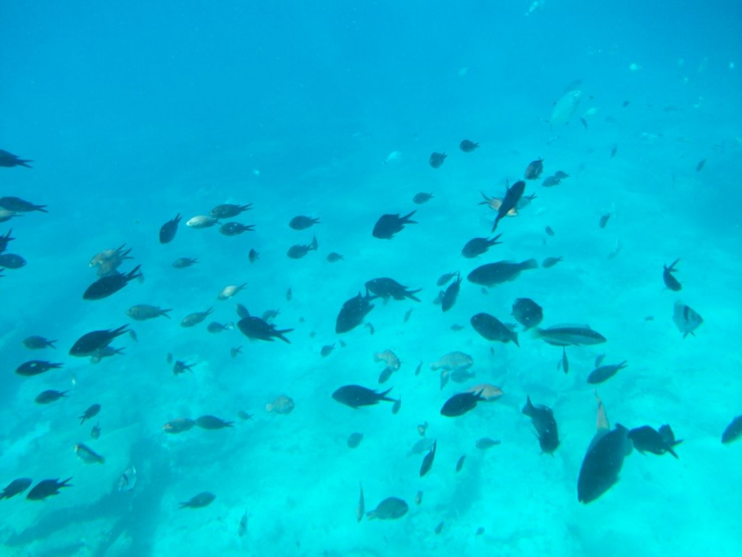 Article : La presse libanaise meurt de faim