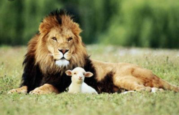 Article : Éleveurs de vaches français, apprenez la solidarité aux enseignants libanais